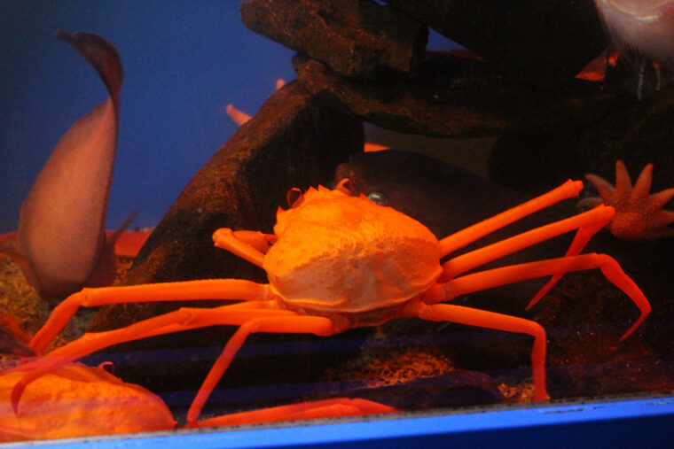 ベニズワイガニ