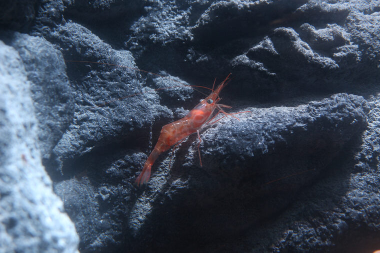 ホッコクアカエビ（南蛮エビ）