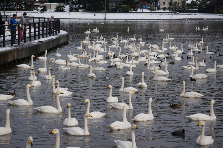 池周辺には駐車場やトイレなども整備されています
