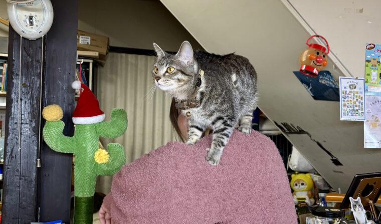 猫の誾千代（ぎんちよ）店長。櫻井さんの肩上がお気に入り！　