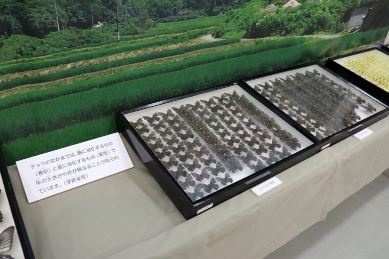 膨大なコレクションの一部を展示