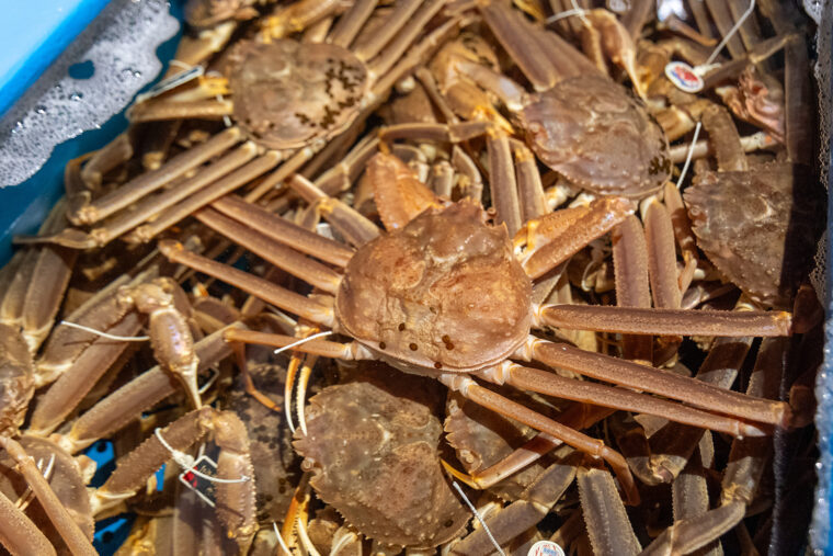 活力ニ専門店の目利きで生きたカニを厳選。最良の状態で即茹ですることで、濃厚なうまみを引き出している