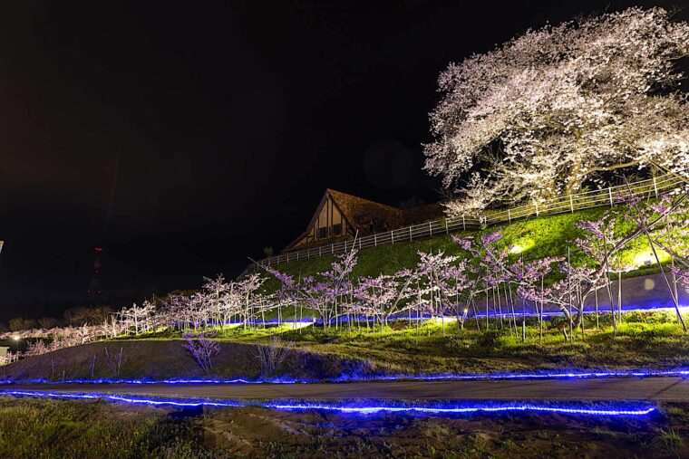 ※開花状況により変更あり