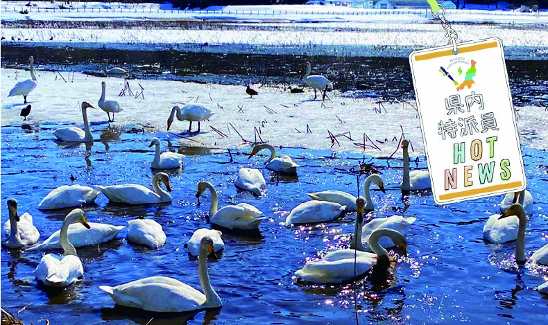 長橋の池公園】北へ帰る白鳥たちのお見送りに来ませんか？ 県内特派員