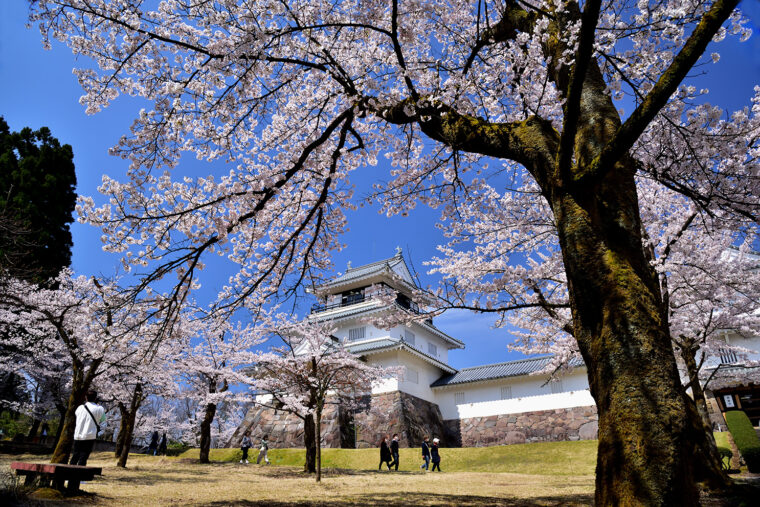 例年の見頃：4月上旬～下旬