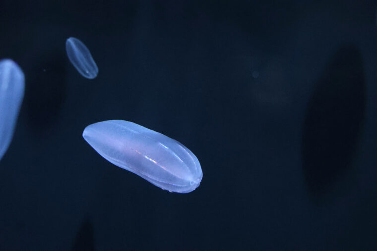 シンカイウリクラゲ