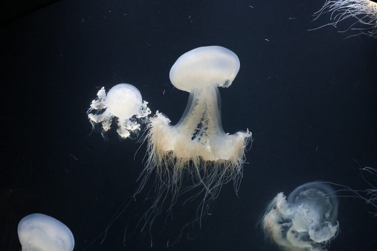 エチゼンクラゲ