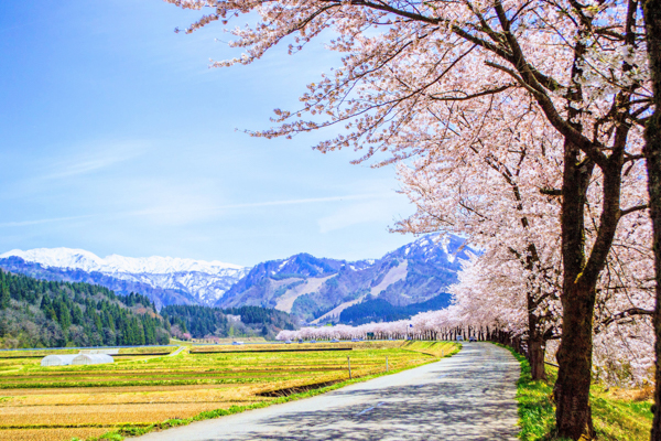 例年の見頃：4月中旬～5月上旬