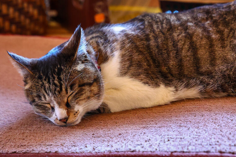 店頭には看板猫のアメくんがいます。かわいい！