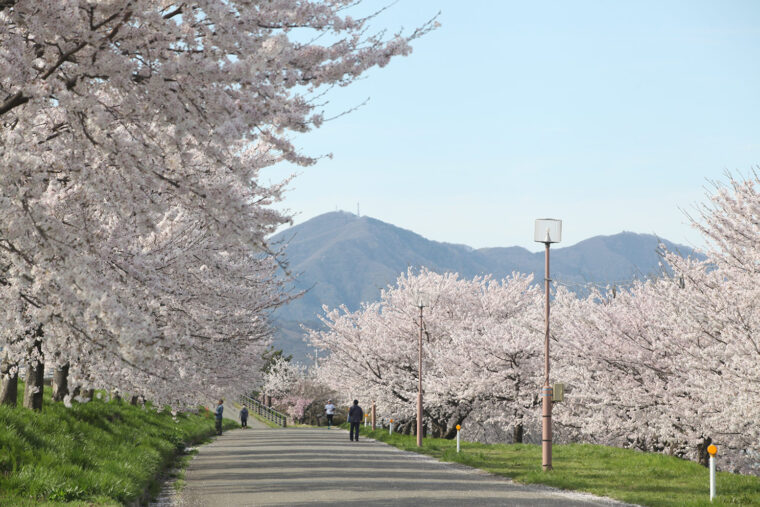 例年の見頃：4月上旬～中旬