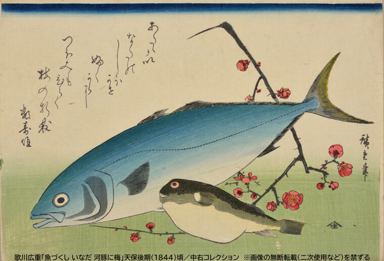 歌川広重「魚づくし-いなだ-河豚に梅」天保後期(1844)頃／中右コレクション