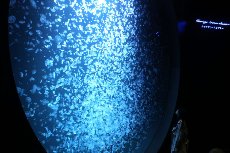 大水槽を覆い尽くすように浮遊するミズクラゲの大群は圧巻