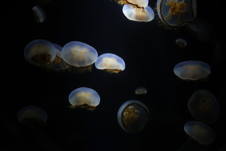 キタミズクラゲ