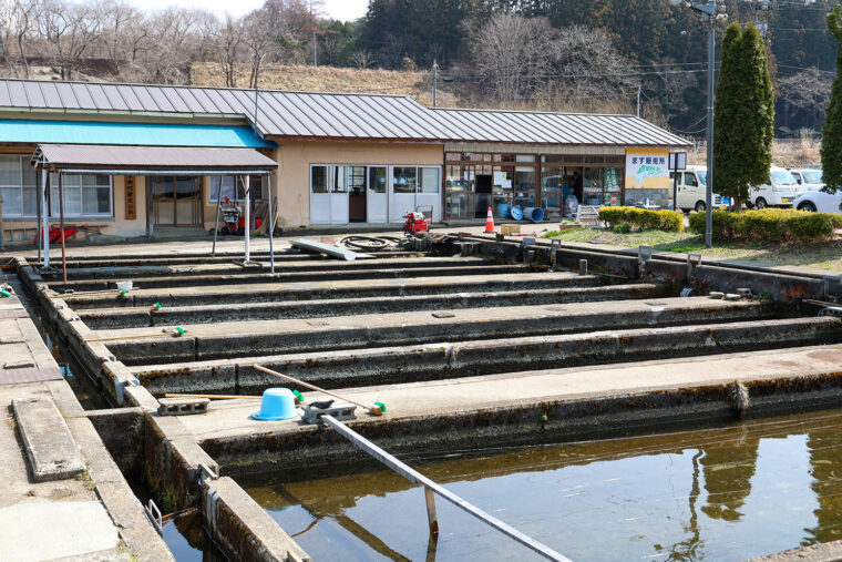 食堂横のニジマスの養殖池