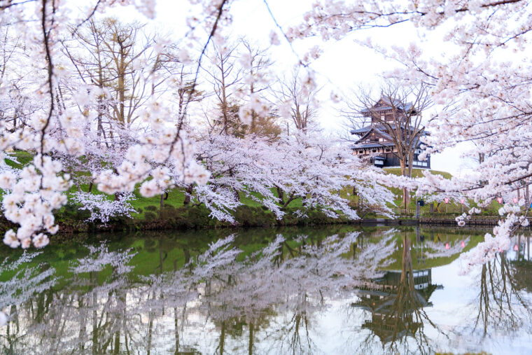 例年の見頃：4月上旬～中旬