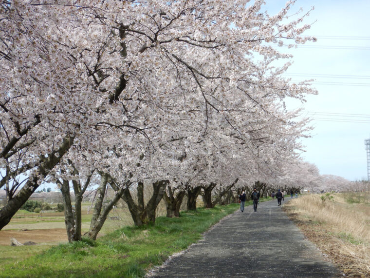 例年の見頃：4月上旬～中旬