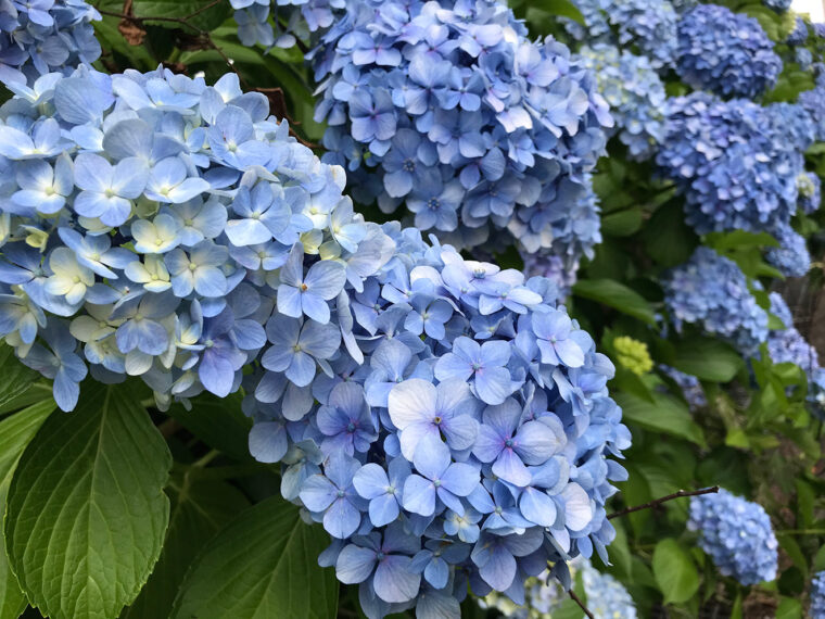 見頃のアジサイ