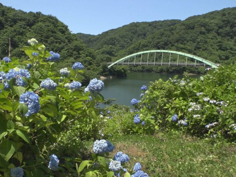 ダムの奥にかかる橋と、アジサイ