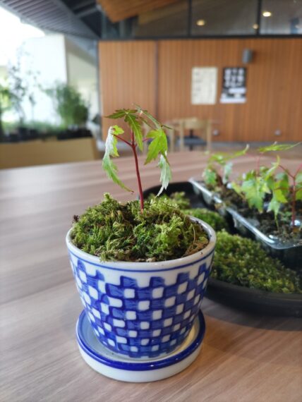 そばちょこ盆栽