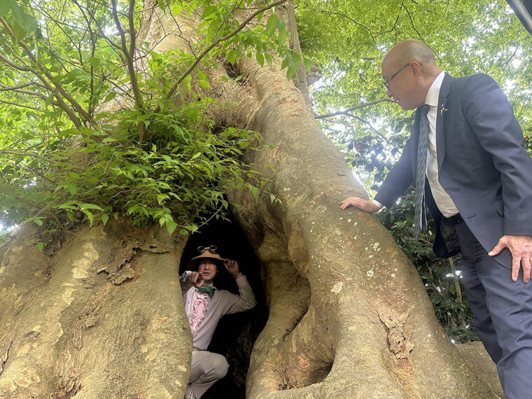 桜井神社境内の巨木には人が入れるくらいの大きな穴が空いているのだ。お邪廃すると、上の穴からも光が差し込みなんとも神秘的！