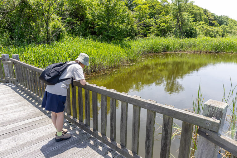 橋の上から小さな魚やアメンボを見つけて童心に帰る