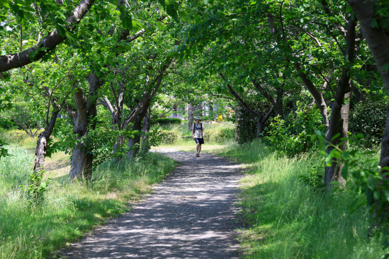 夏には「緑のトンネル」となる桜並木をゆっくり歩く