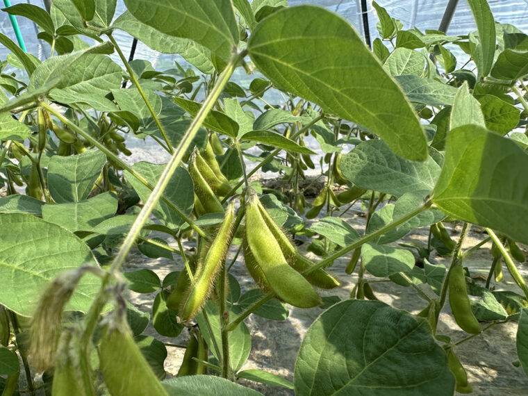 弥彦むすめは1968年に栽培開始されたプランド枝豆。超早出しの枝豆で5月には店頭に並ぶんだって。早く食べたーい！