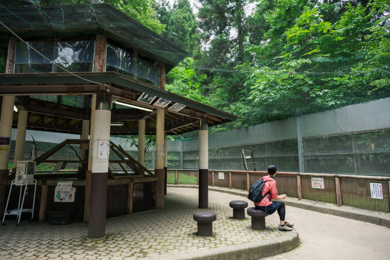 来園者の足元をリスたちが元気よく走り回る