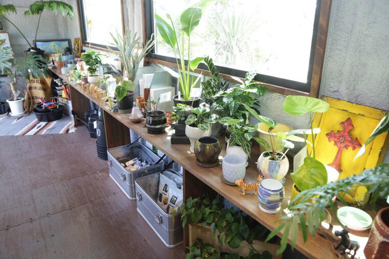 園内にある植物を眺めながらアイスを味わえる。もちろん購入も可能！