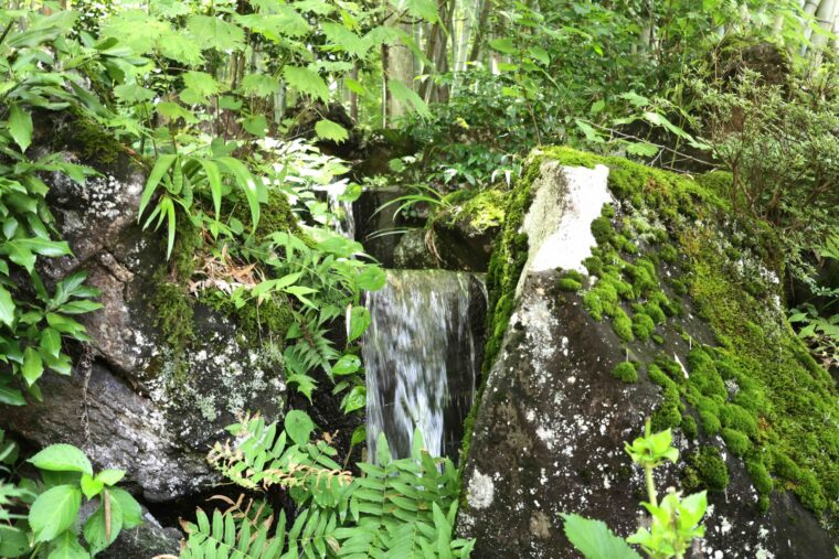 流しそうめんが楽しめる「御幸の杜」の裏山から名水が流れています