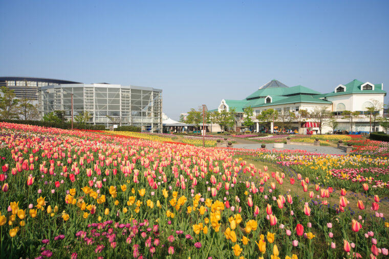 毎年テーマを変えて季節の花を植えている花畑