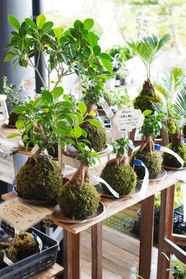 苔玉や珍しい植物もいっぱい